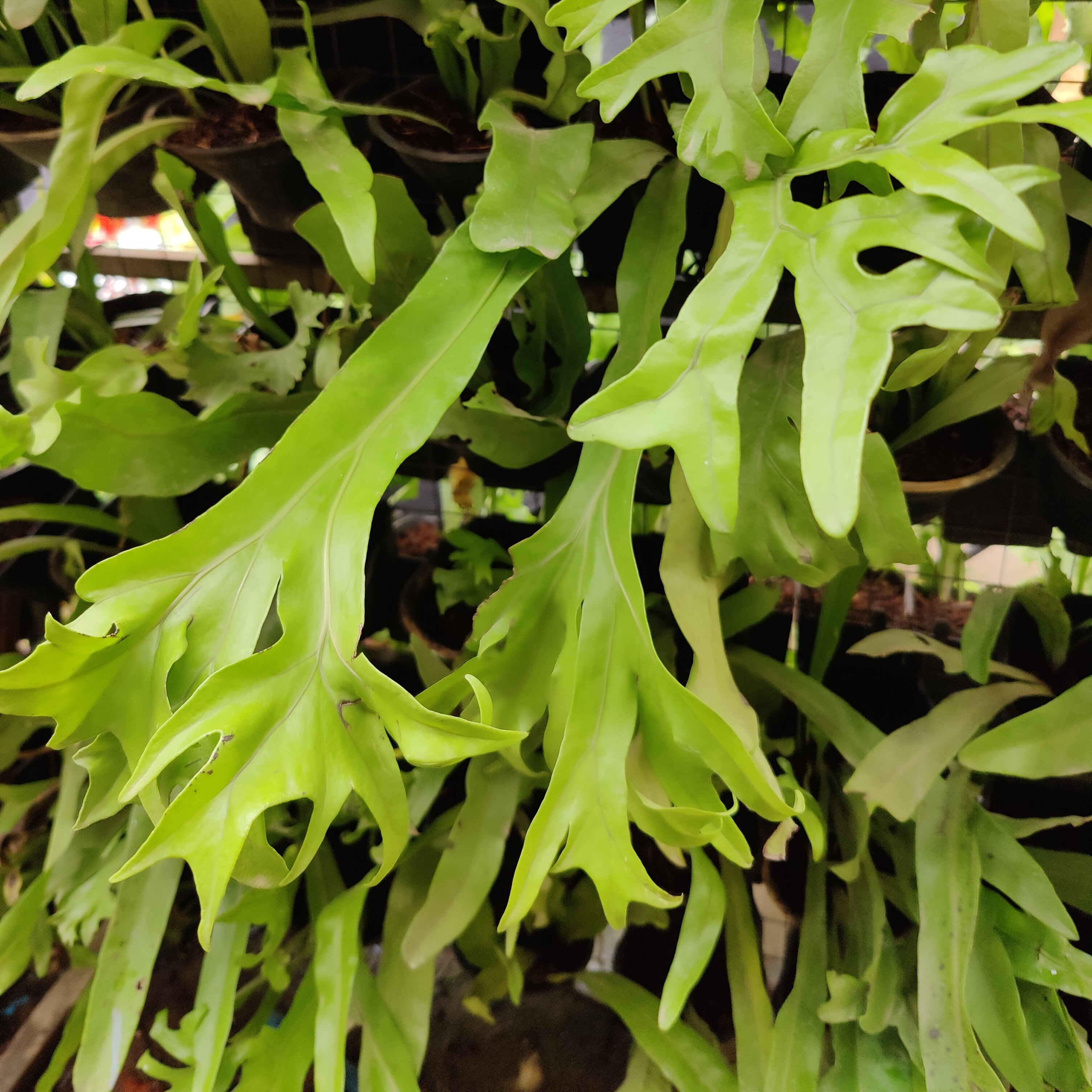 Elkhorn Fern